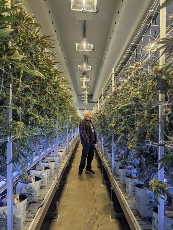 Old Man Magic. Indoor Grow. Cannabis.