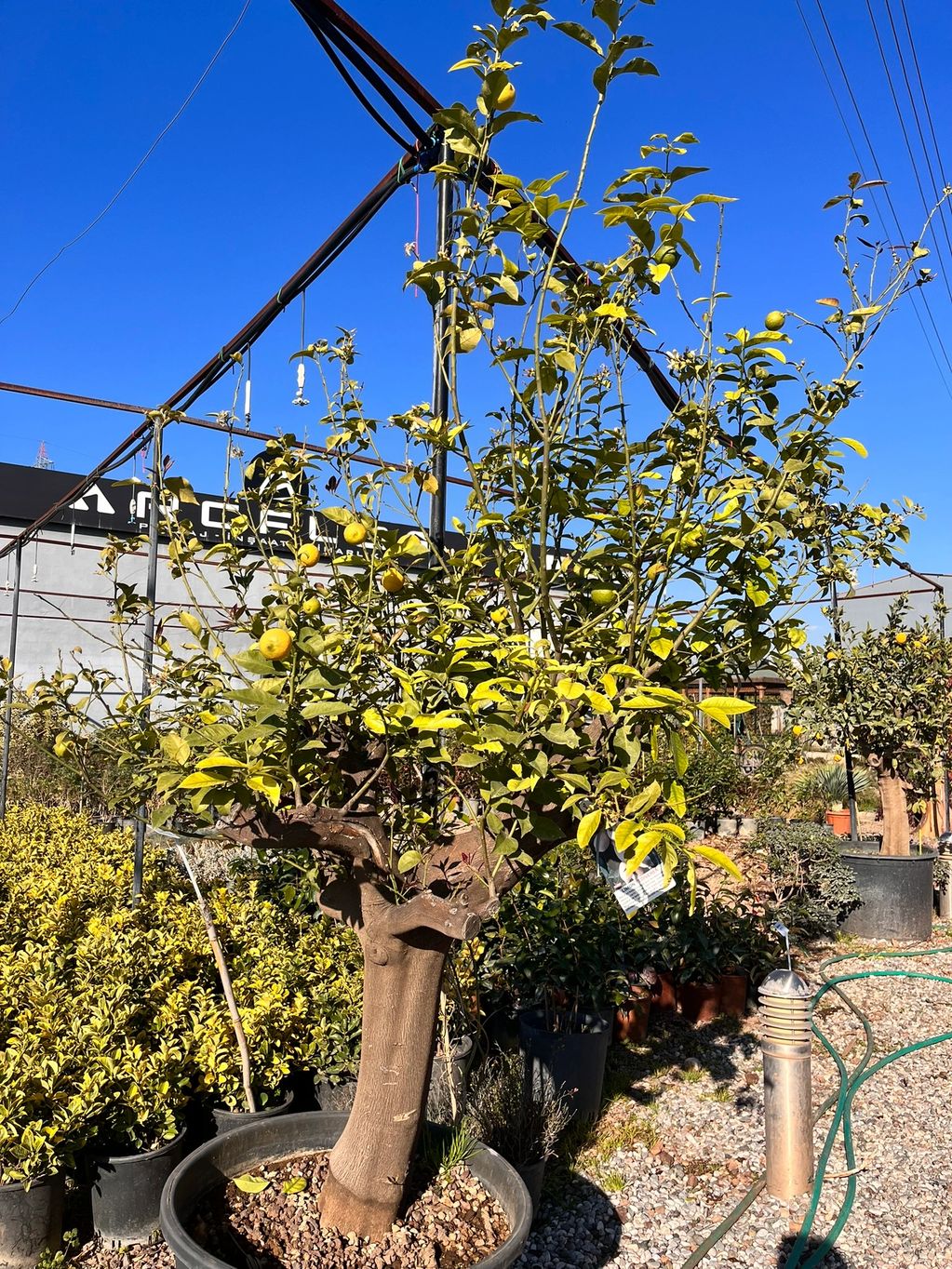 YEDİVEREN LİMON : GÖVDE ÇAPI 50-55 cm