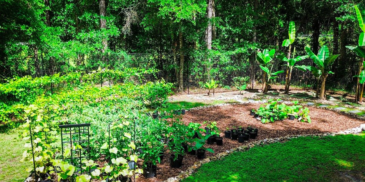 Lush backyard garden with various plants and banana trees under bright sunlight.
