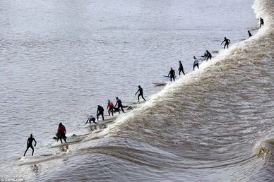 Multiple surfers riding a large, continuous wave in a river or tidal bore.