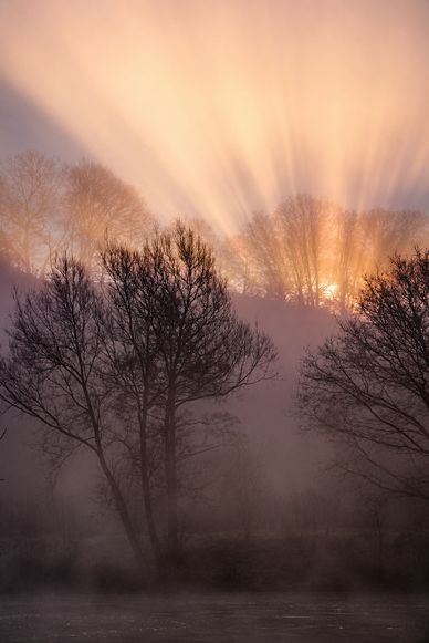 Sun rays pierce through foggy forest during sunrise, creating a mystical atmosphere.