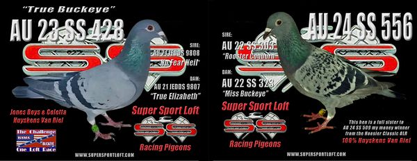 HVR HUYSKENS VAN RIEL RACING PIGEONS FOR SALE