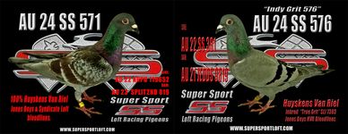 HUYSKENS VAN RIEL racing pigeons FOR SALE