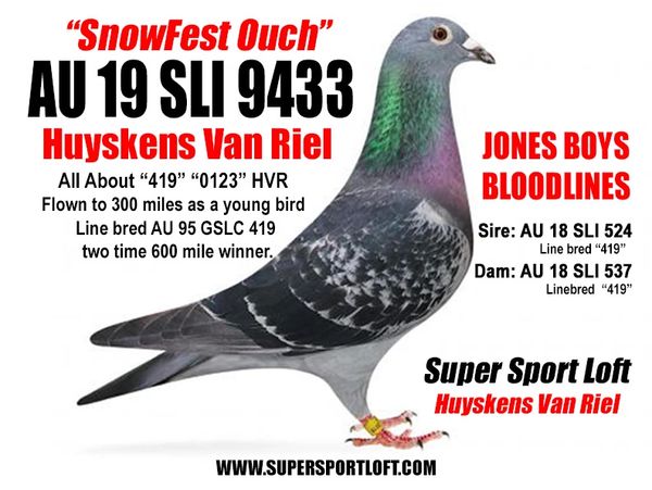 AU  19 SLI 9433
HUYSKENS VAN RIEL
JONES BOYS BLOODLINES