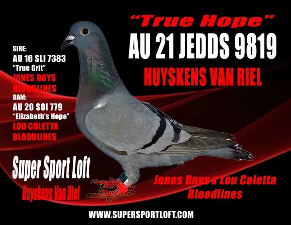 HVR PIGEONS FOR SALE
INBRED INDY ANDY
JONES BOYS
HUYSKENS VAN RIEL PIGEONS
SUPER SPORT LOFT
LOU COLE