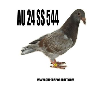 Huyskens Van Riel  racing pigeon
HVR racing pigeons