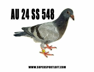 Huyskens Van Riel  racing pigeon
HVR racing pigeons