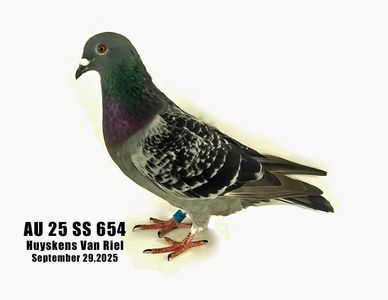Huyskens Van Riel Racing Pigeon for sale
HVR racing pigeon for sale