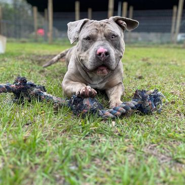 Grey Merle pitbull running and playing 