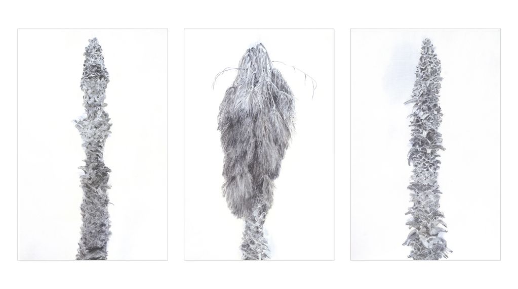 three black and white drawings of dead Texas palm trees