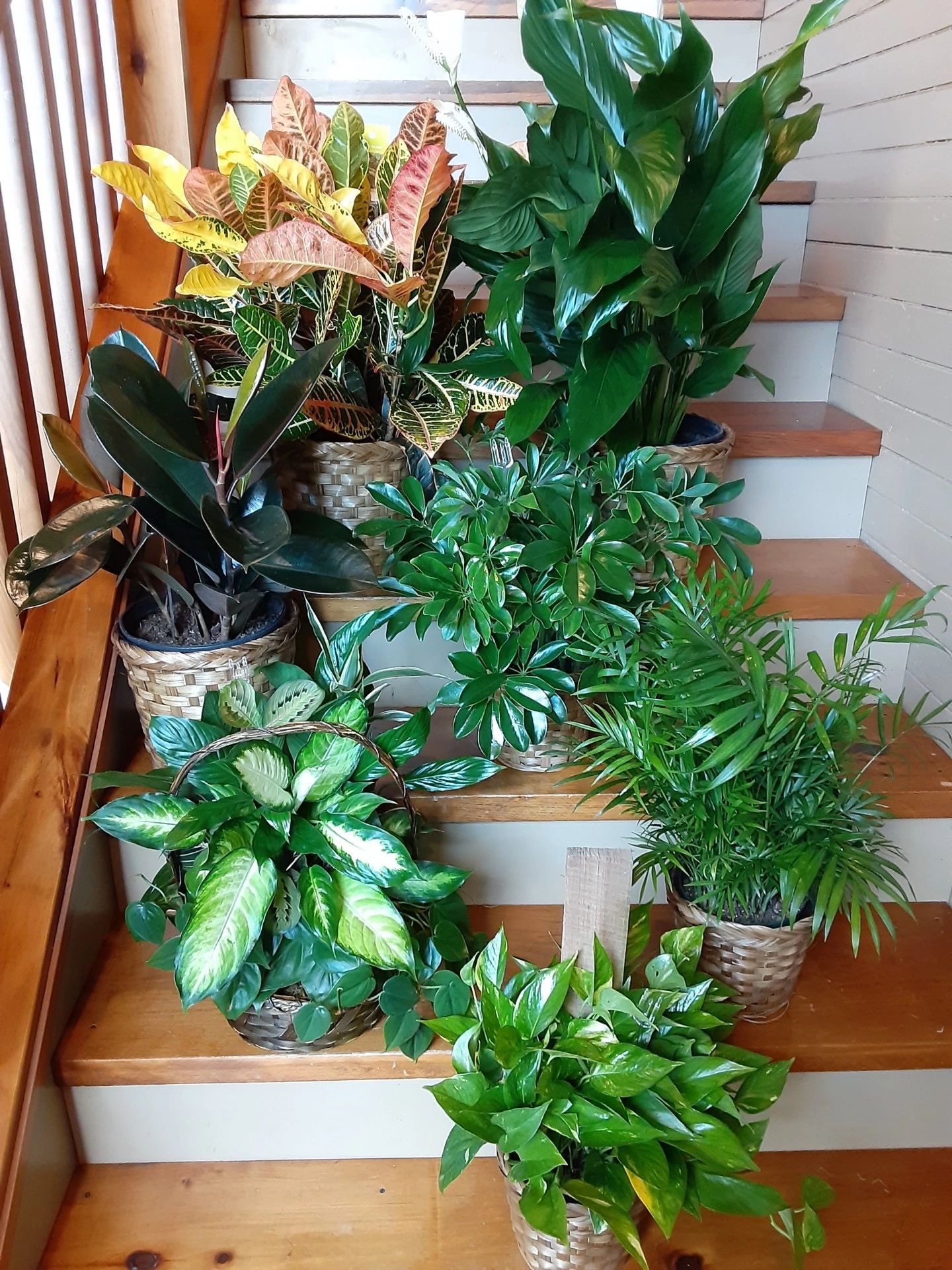 Variety of green plants.  