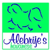 Bienvenido a Alebrije´s Havanese 
Bichon Habanero - México