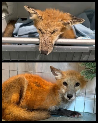 Adam, the rescued and rehabbed Leominster Fox named after Attorney Teper by Jane Newhouse.