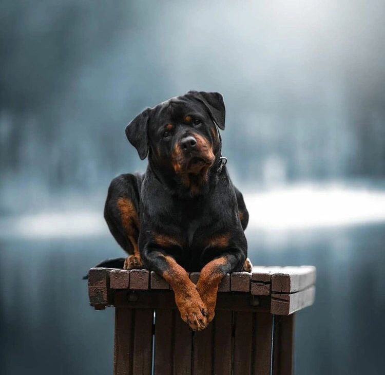 are rottweilers good farm dogs