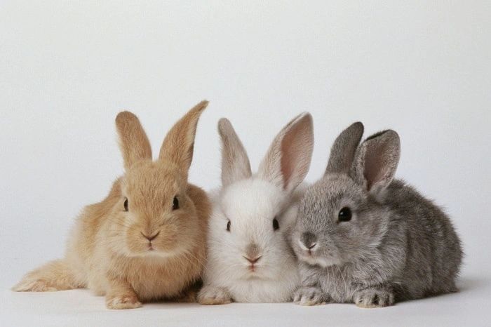 Jersey Wooly Rabbits: Jersey Wooly Rabbits General Info, Purchasing, Care,  Marketing, Keeping, Health, Supplies, Food, Breeding and More Included! The