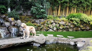 Artificial Grass around a water feature.  Always pet friendly!