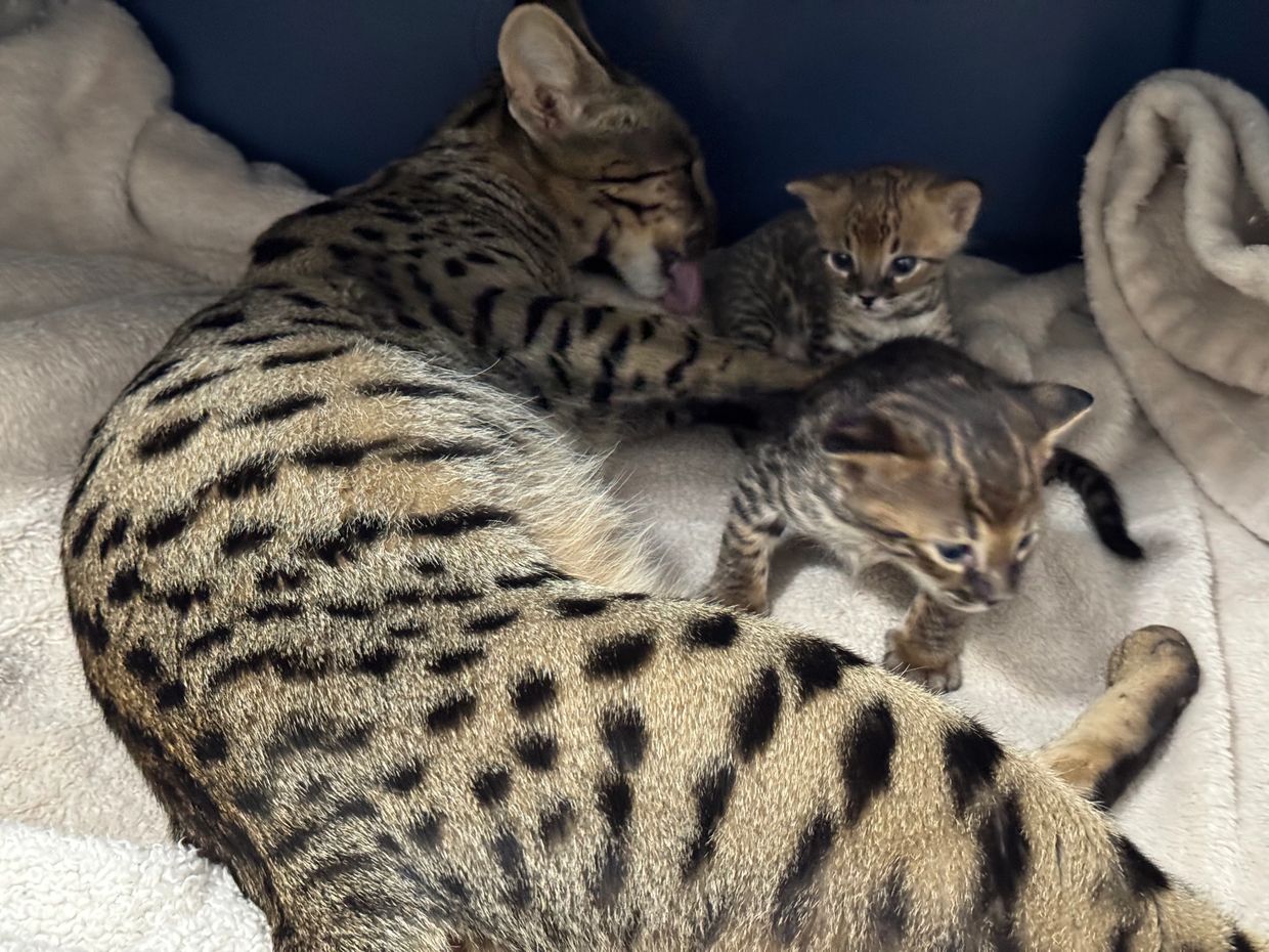 Serval cat with kittens on a blanket.