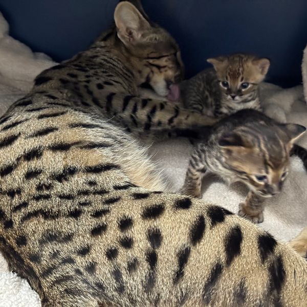 A mother serval cat grooming her two adorable kittens.
