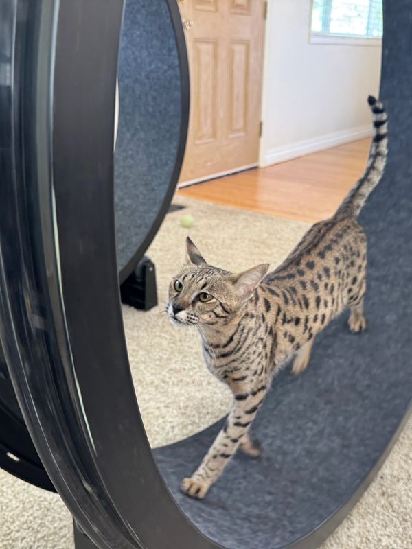 A spotted cat walks confidently on a large black exercise wheel