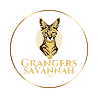 PDX Savannah Cats