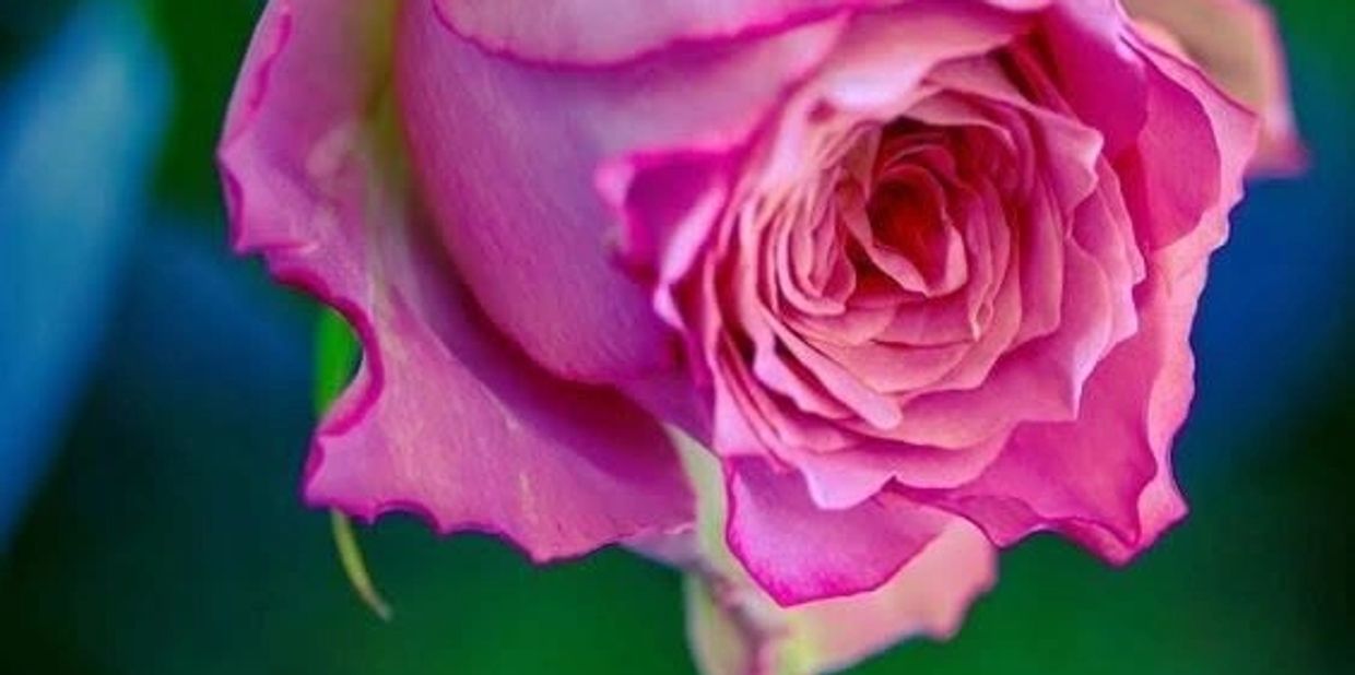 Close-up of a pink rose with green background.