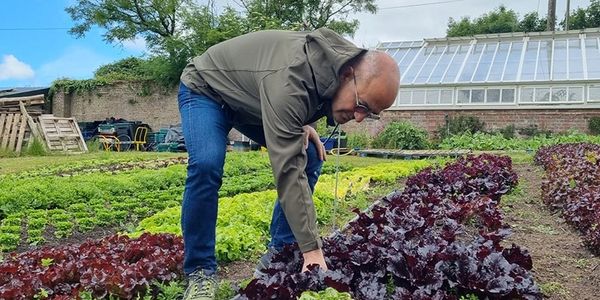 A man tending to rows of leafy vegetables in a garden under a partly cloudy sky.