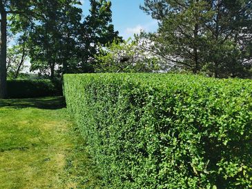 Hedge trimming in Nacka