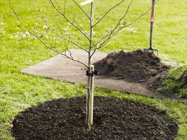 Tree planting in Nacka
