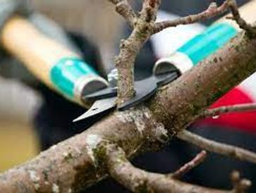 Tree Pruning in Nacka