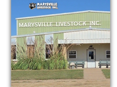 Marysville Livestock Inc. building with green exterior and a clear blue sky.