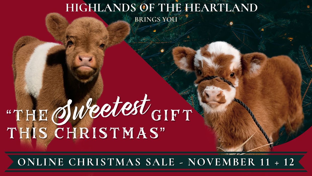 THINGS YOU DIDN'T KNOW ABOUT HIGHLAND COWS - Heartbox