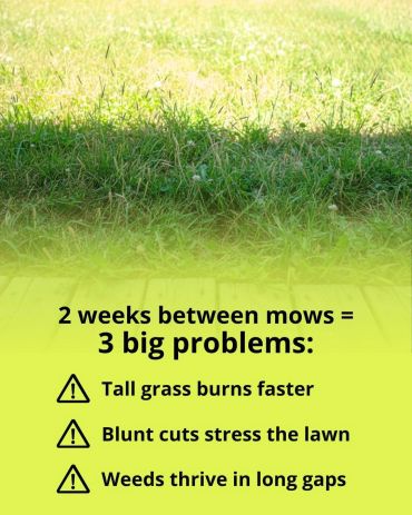 Warning about problems from mowing lawns every two weeks.