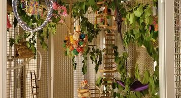 Indoor aviary redressed with toys and natural greenery by Birdie Buddy.