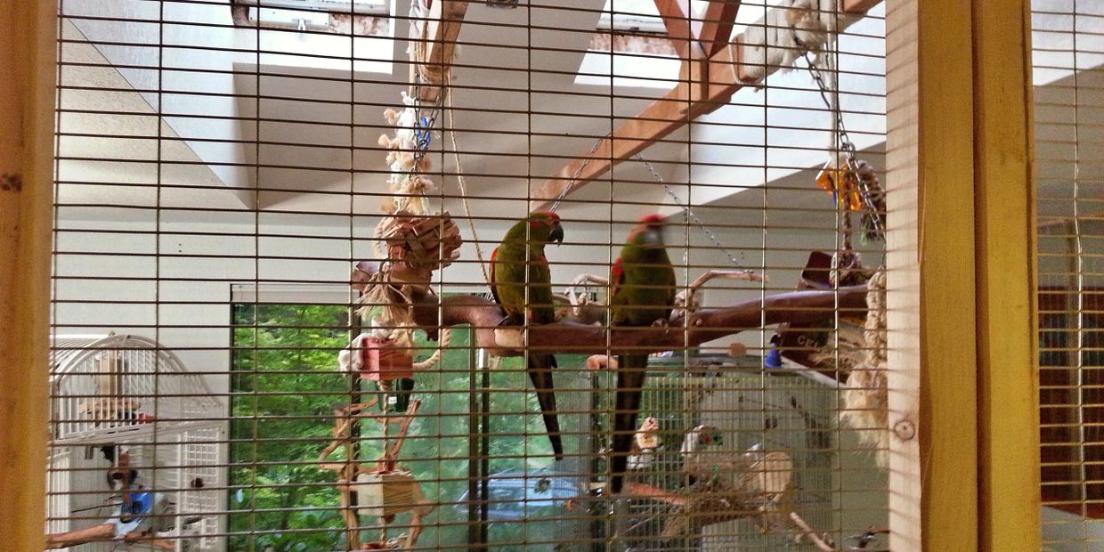 Red Fronted Macaws on swing in Birdie Buddy designed and built bird room.