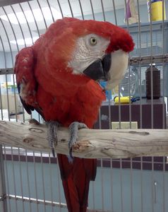 Scarlet Macaw giving you the eye from a Natural Wood Perch in her large cage.