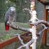African Grey relaxing in an aviary on a Birdie Buddy AviStation.