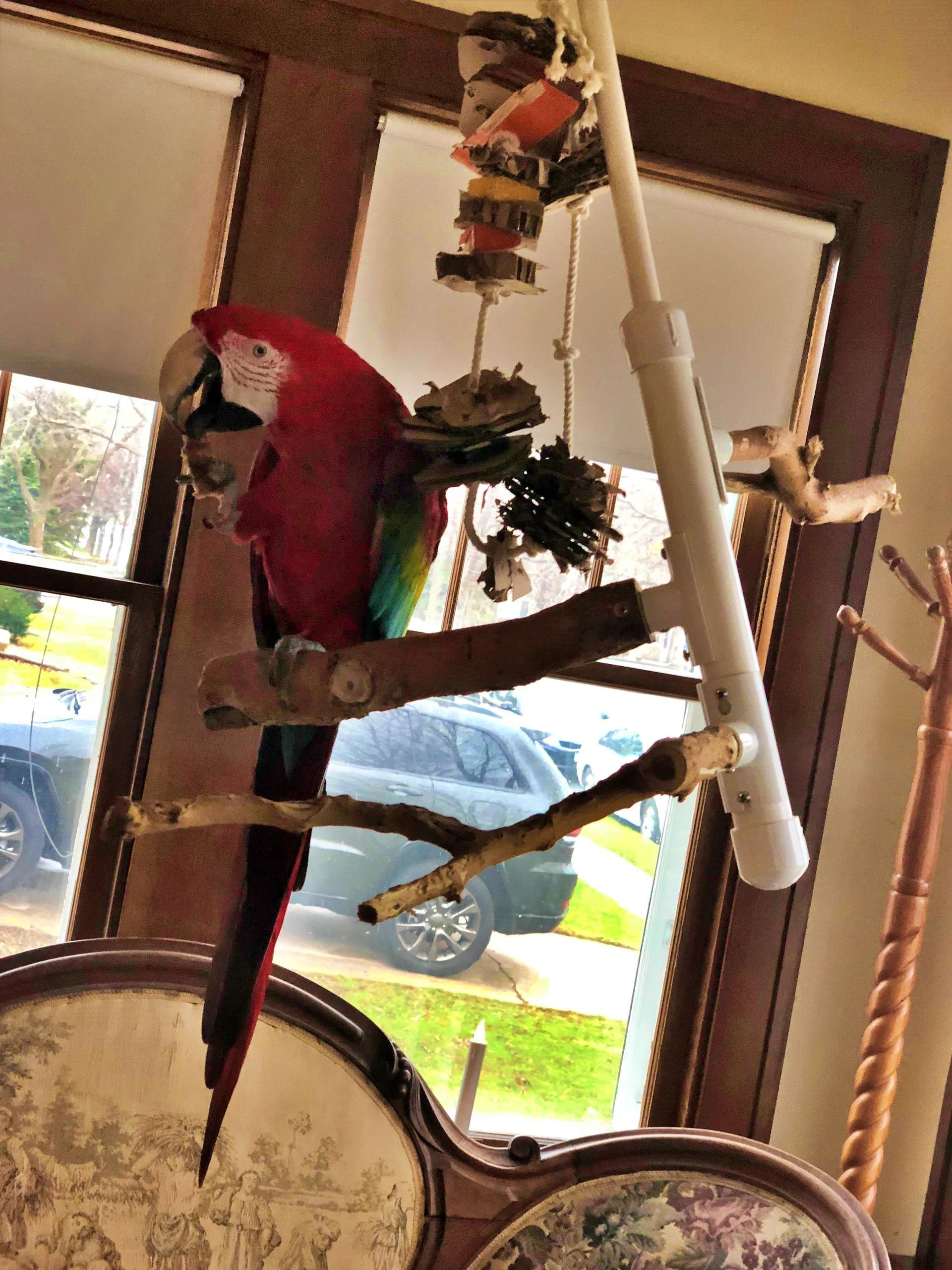 Green Wing Macaw happily plays on a Birdie Buddy AviHang.
