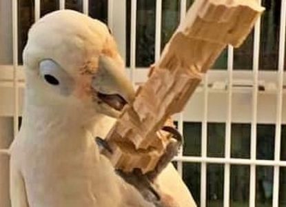 Goffins Cockatoo with Paroot Enrichment Extra Small Puzzler Foraging Block.