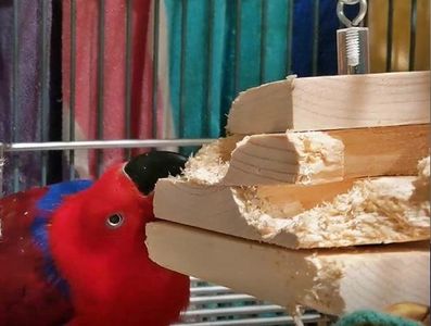 Female Eclectus and Medium Baffler from Birdie Buddy