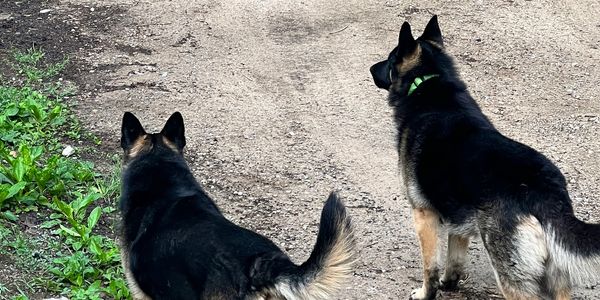 German Shepard’s protecting the community