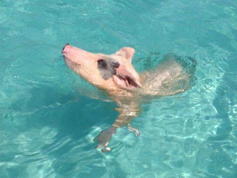 swimming pig in the Bahamas