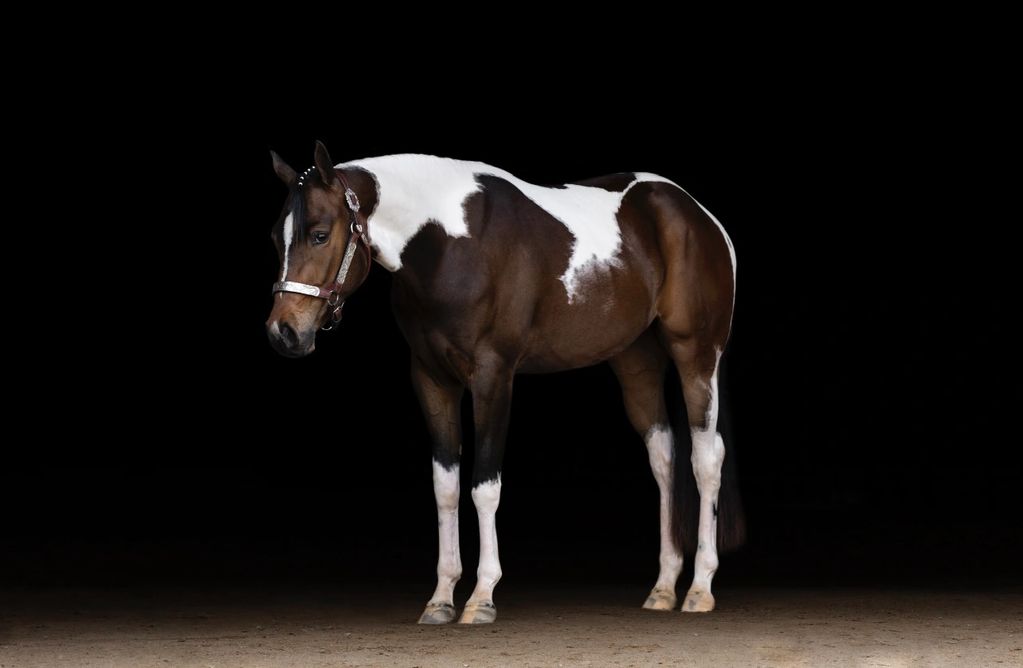 2020 M. By One Special Asset out of a Zippo mare. 
2023 Michigan Pinto Walk/Trot #1! 