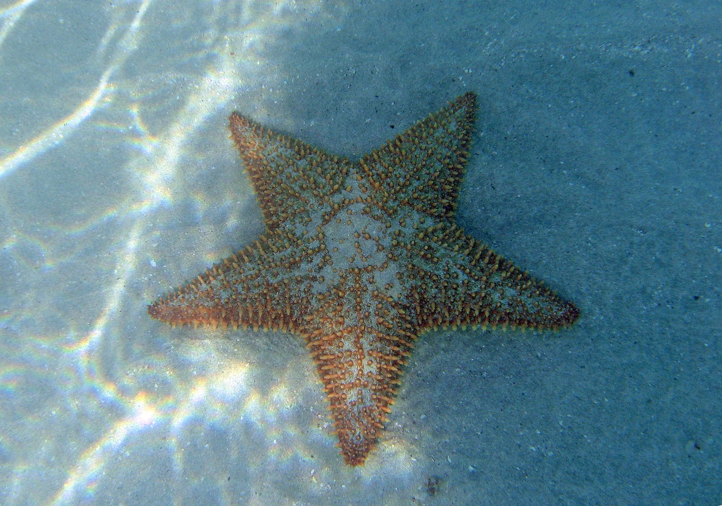 IMG_5913_starfishsmall.jpg