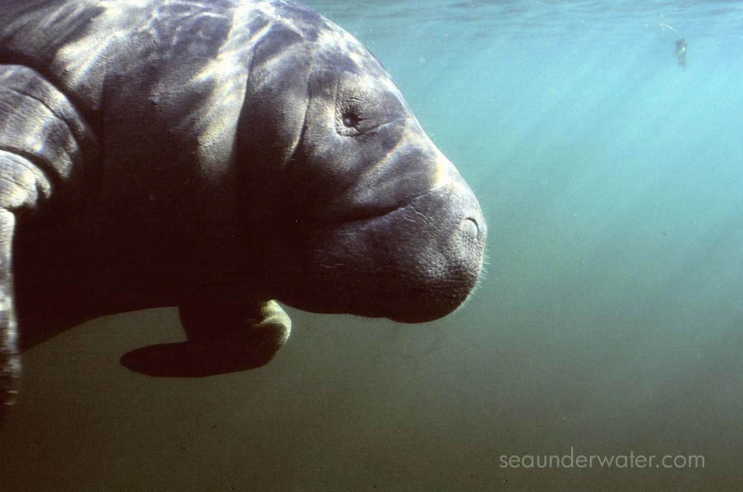 manatees__2_small.jpg