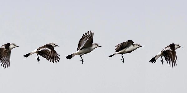 Bird wing dynamics