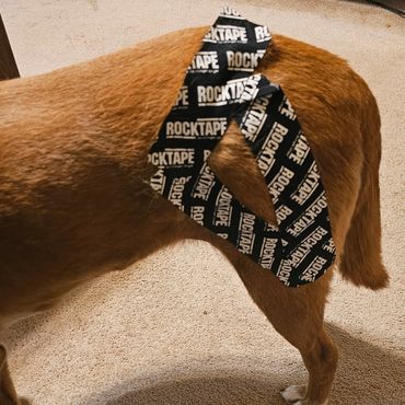 Dog with black RockTape on its back leg.