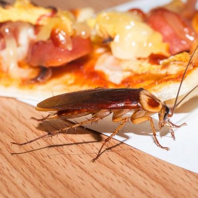 A cockroach on a wooden surface near a slice of pizza.