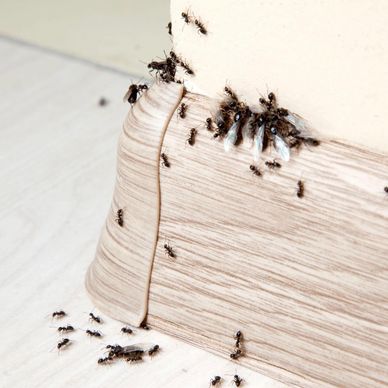A group of ants swarming around a corner baseboard indoors.