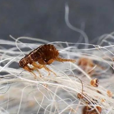 Close-up of a flea on human hair strands.
