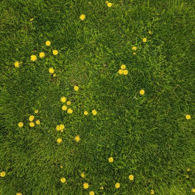 Green grass with scattered yellow dandelion flowers.